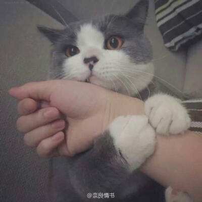 朝野江湖破解版下载